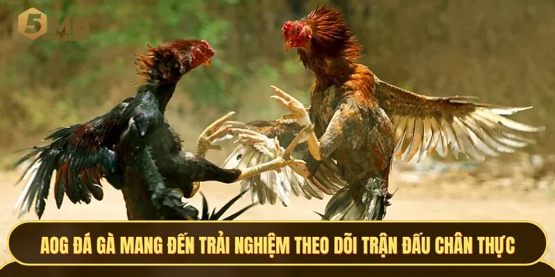 AOG Đá gà mang đến trải nghiệm theo dõi trận đấu chân thực