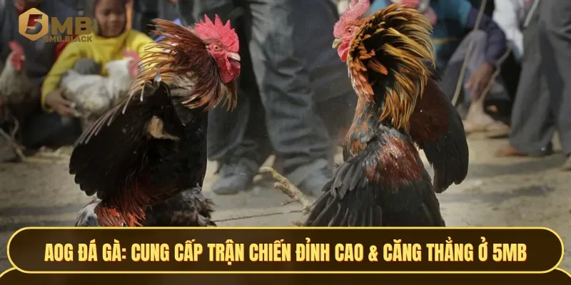 AOG Đá Gà mang đến những trận chiến đỉnh cao & đầy căng thẳng