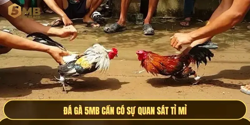 Đá gà 5MB cần có sự quan sát tỉ mỉ