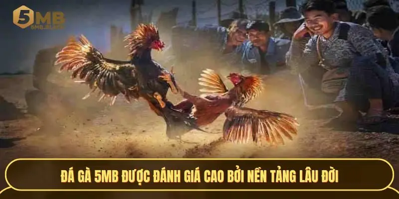 Đá gà 5MB được đánh giá cao bởi nền tảng lâu đời