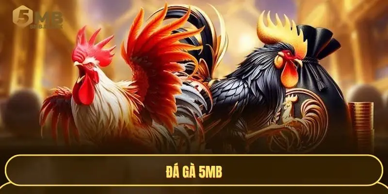 Đá gà 5MB - Đấu trường kê chiến đỉnh cao cho dân chuyên