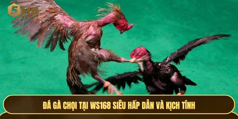 Đá gà chọi tại WS168 siêu hấp dẫn và kịch tính