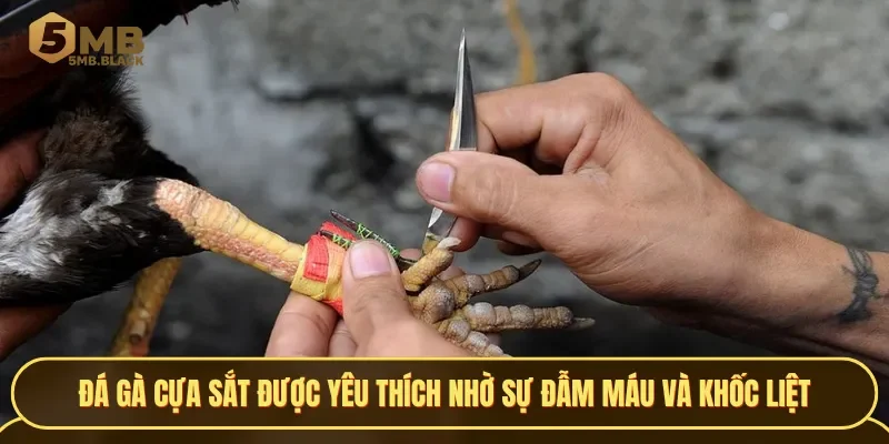 Đá gà cựa sắt luôn được yêu thích nhờ sự đẫm máu, căng thẳng và khốc liệt