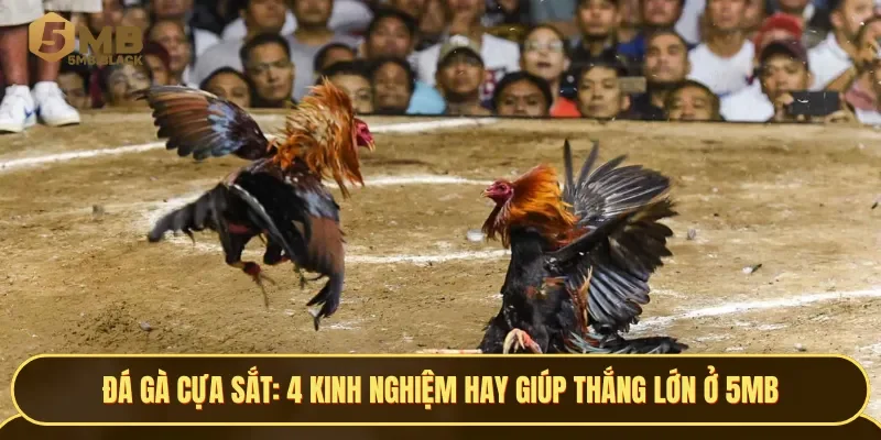 4 kinh nghiệm khi chơi đá gà cựa sắt cần biết để thắng lớn