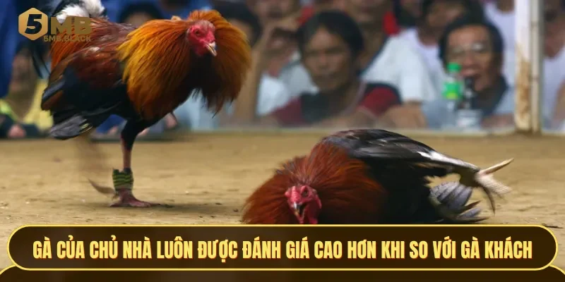 Gà của chủ nhà luôn được đánh giá cao hơn khi so với gà khách