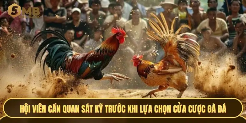 Hội viên cần quan sát kỹ trước khi lựa chọn cửa cược gà đá