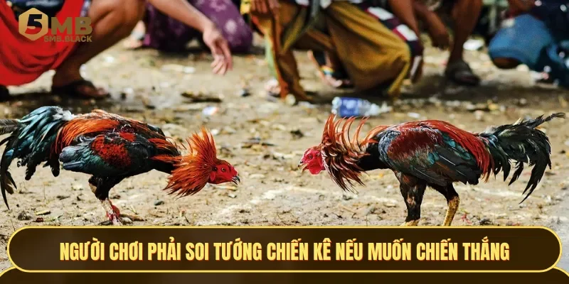 Người chơi bắt buộc phải soi tướng chiến kê nếu muốn trăm trận trăm thắng