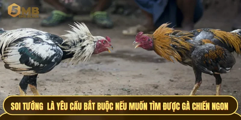 Soi tướng chiến kê là yêu cầu bắt buộc nếu muốn tìm được gà chiến ngon lành