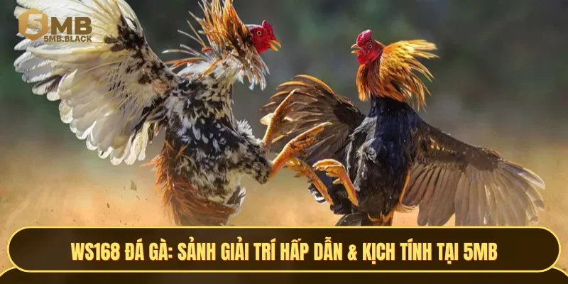WS168 Đá Gà hứa hẹn mang đến trải nghiệm giải trí đầy căng thẳng và kịch tính